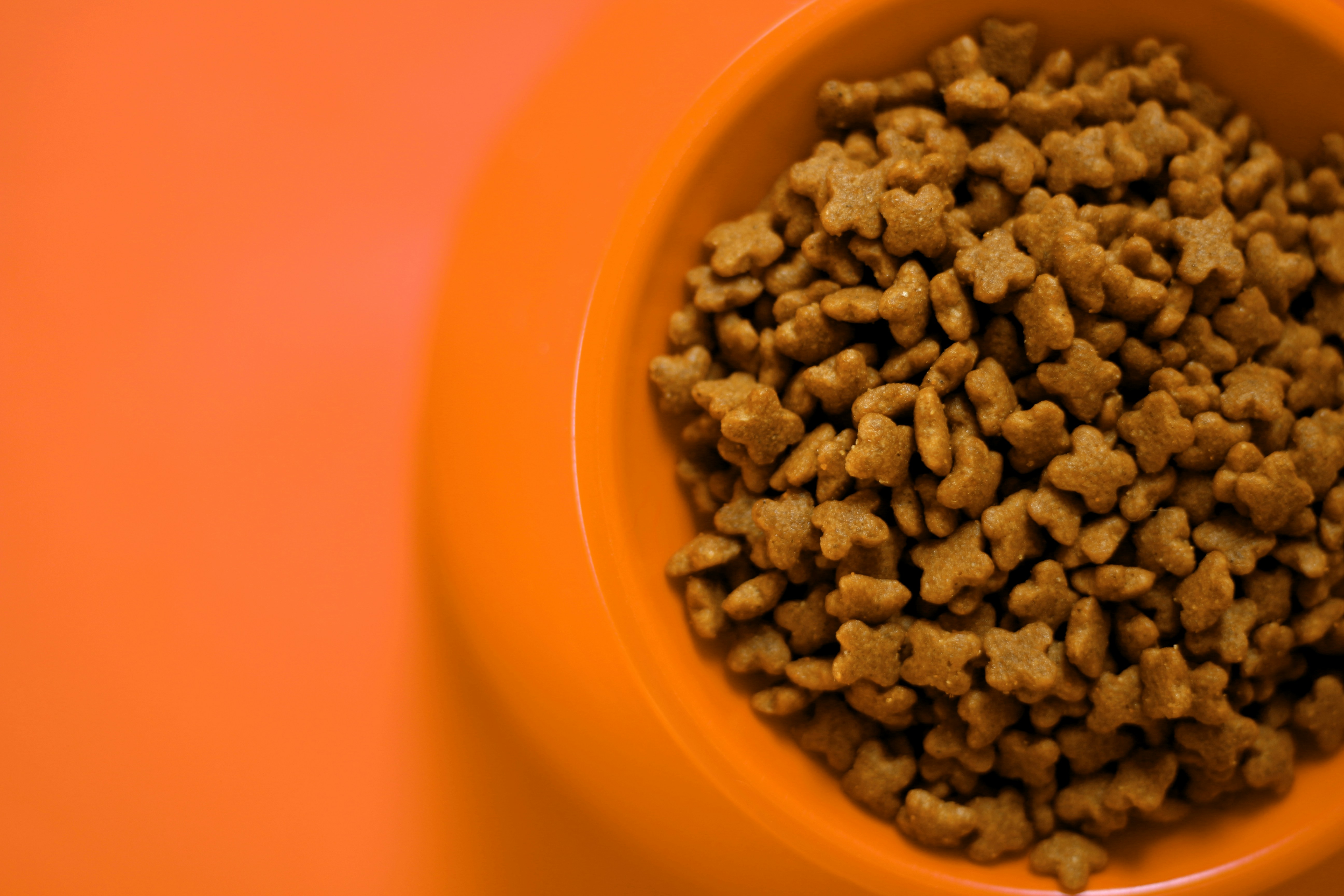Close-up of dry cat biscuits in an orange bowl, on an orange surface.