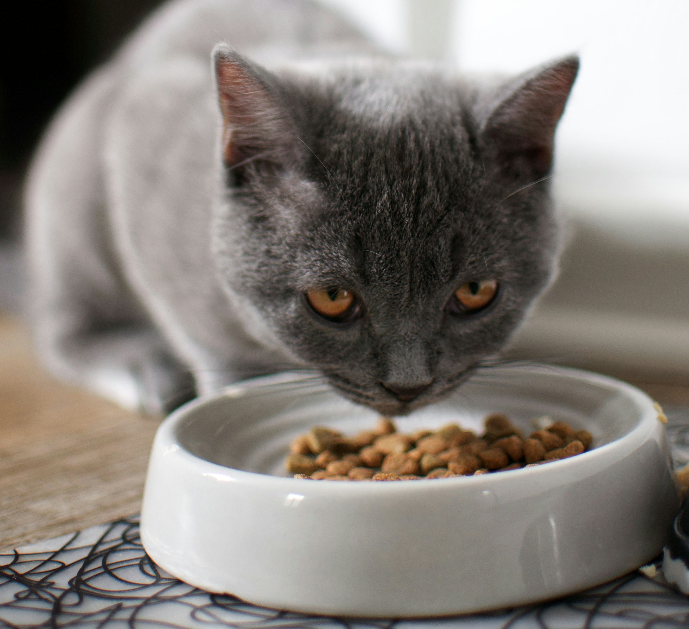 A grey cat eating dry cat biscuits from a ceramic bowl on the floor.