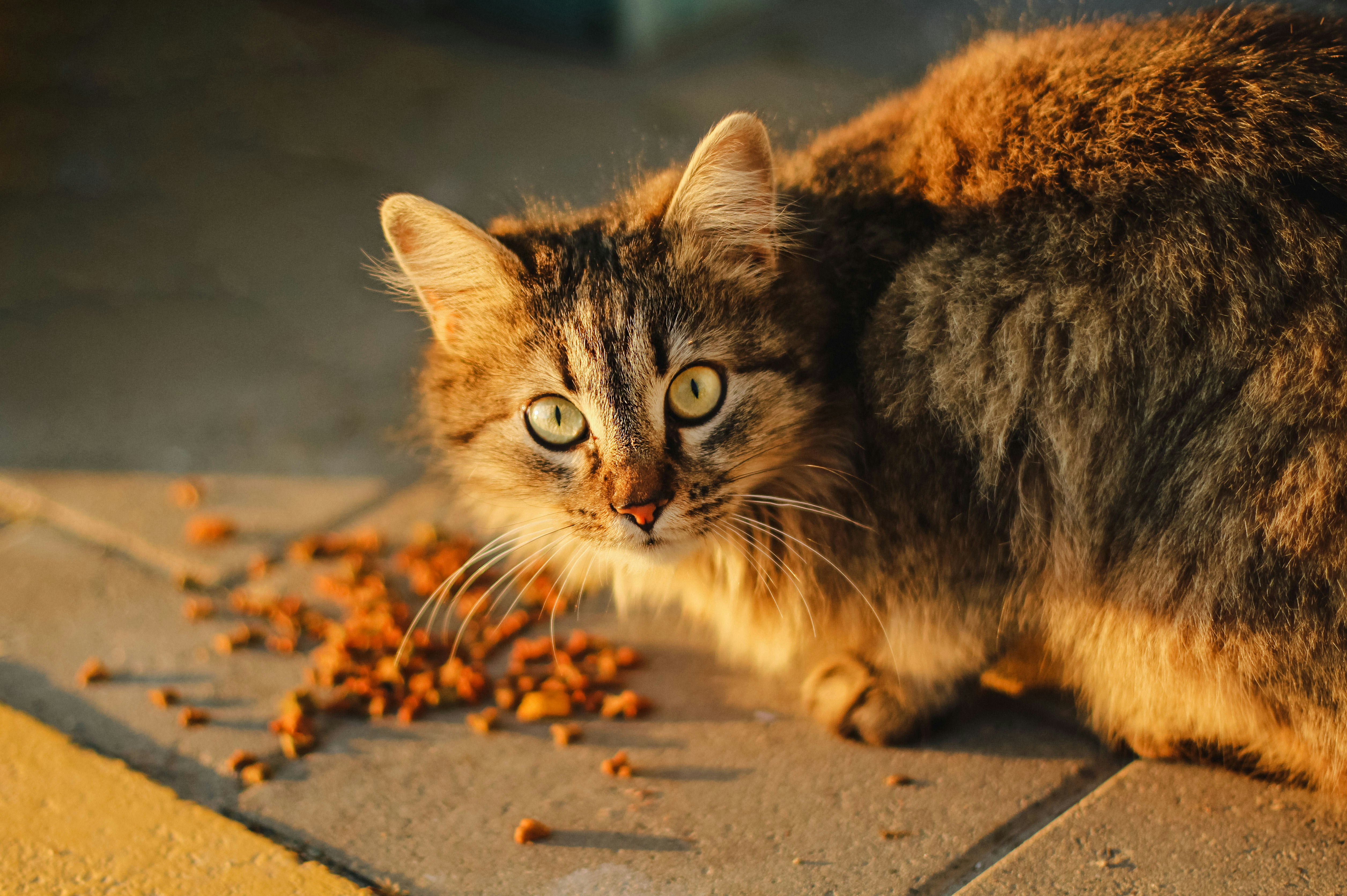 A fluffy tabby cat eating dry cat biscuits off the floor.
