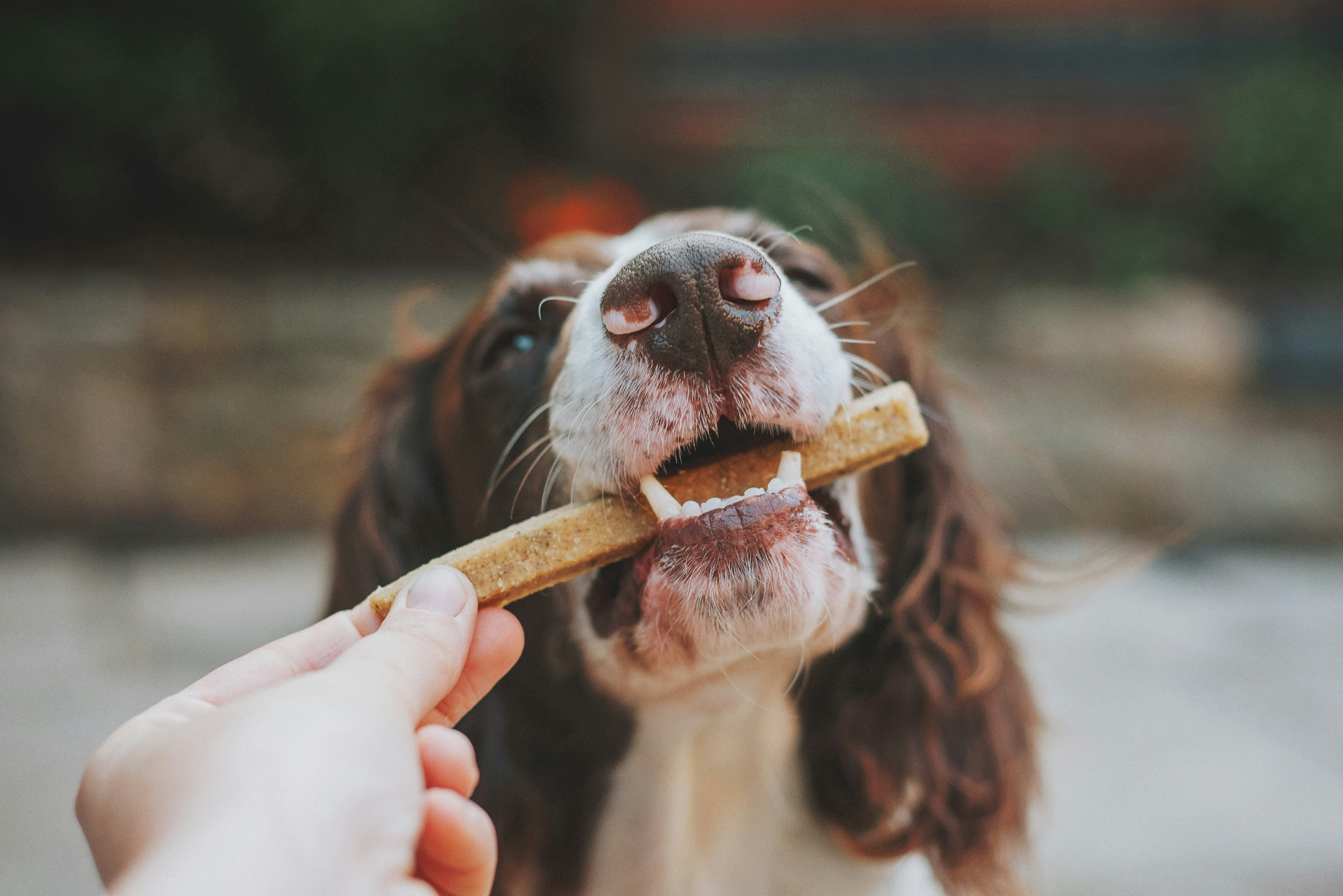 Brown spaniel dog being fed a long rectangular chewie treat.
