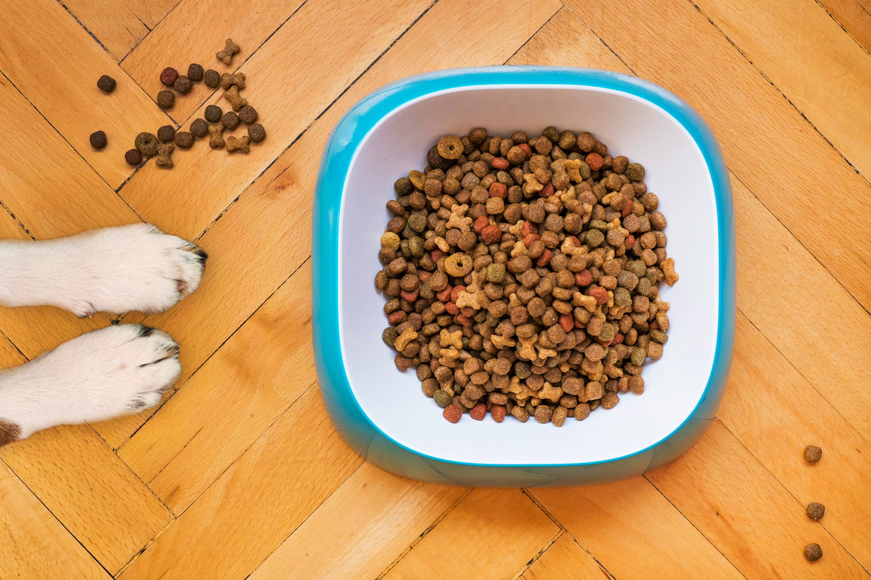 Bowl of dry dog biscuits on a wooden floor surrounded by scattered biscuits and paws.