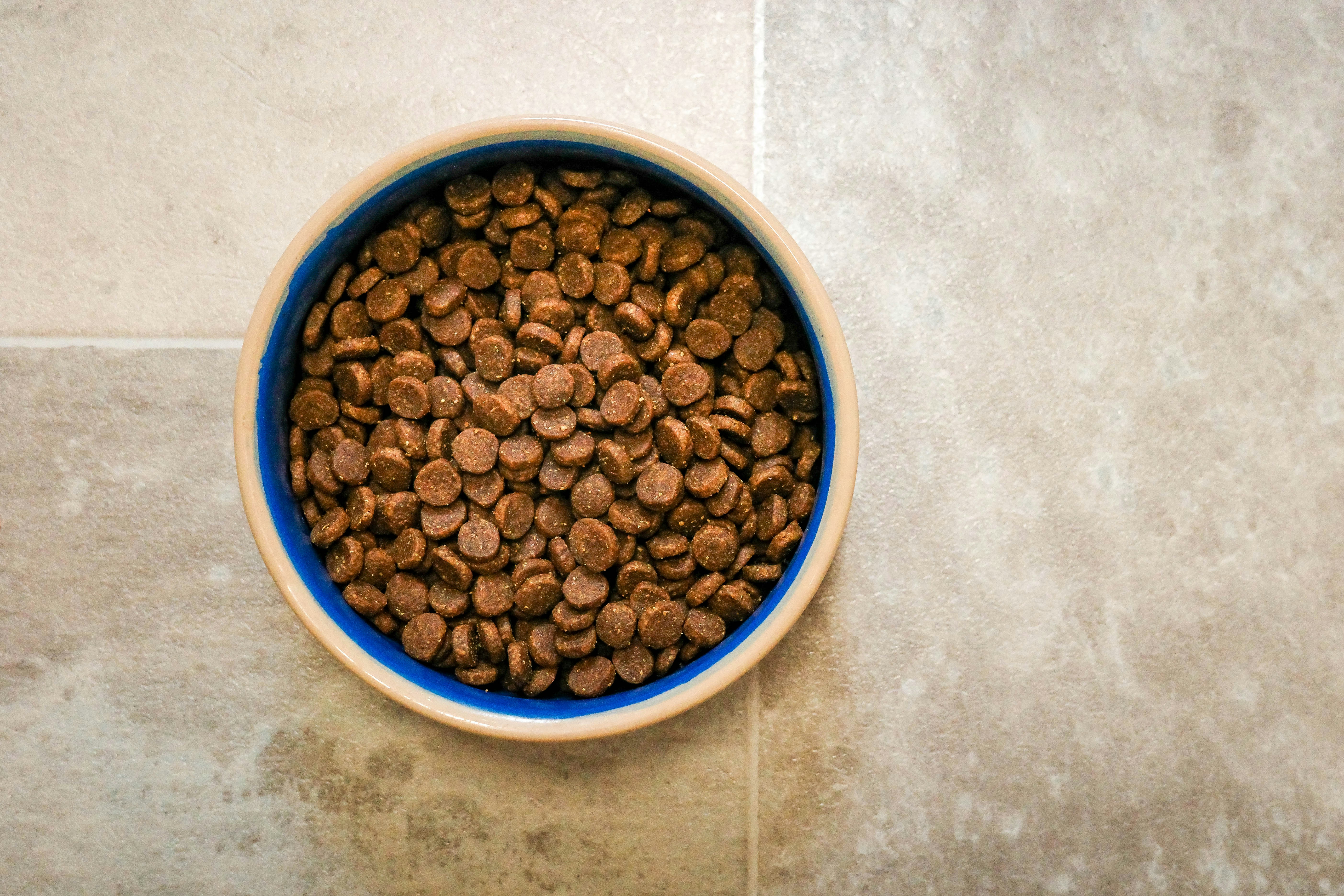 Bowl of dry dog food in a round dish on a stone floor.