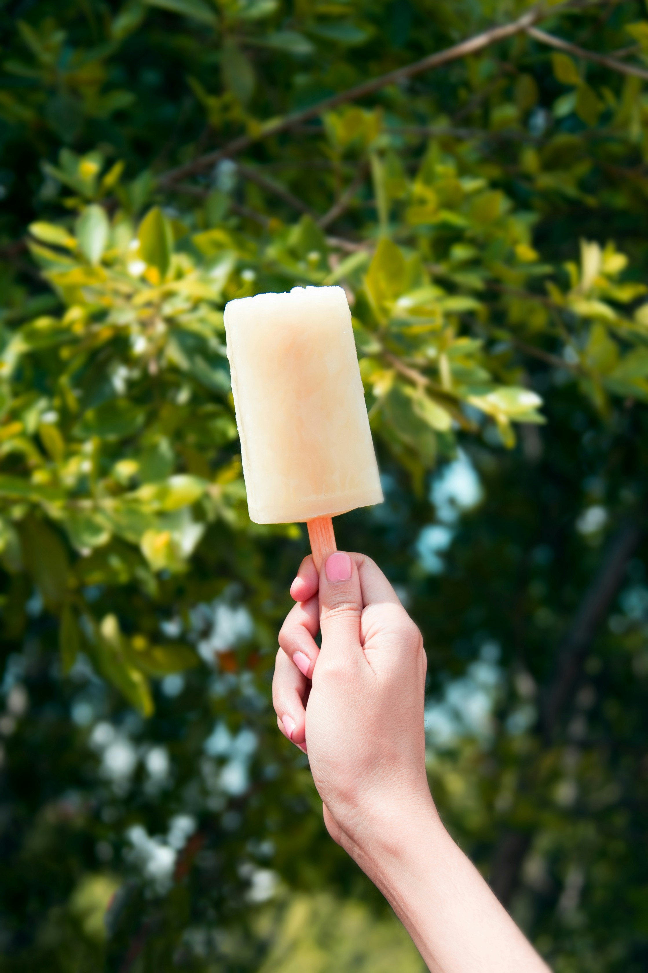 cream ice lolly held against christmas tree.