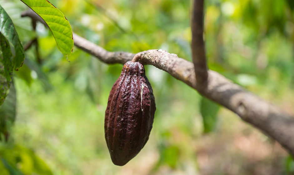 A cocoa bean hanging from a tree against a backdrop of green leaves.